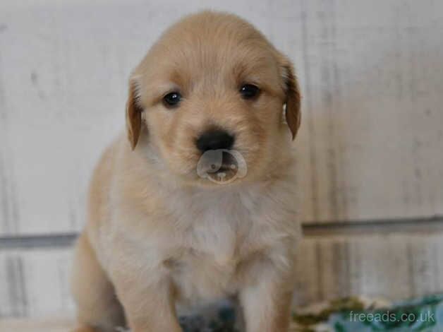 Very best and outstanding Golden Retriever Puppies for sale in Bishop's Hull, Somerset - Image 4