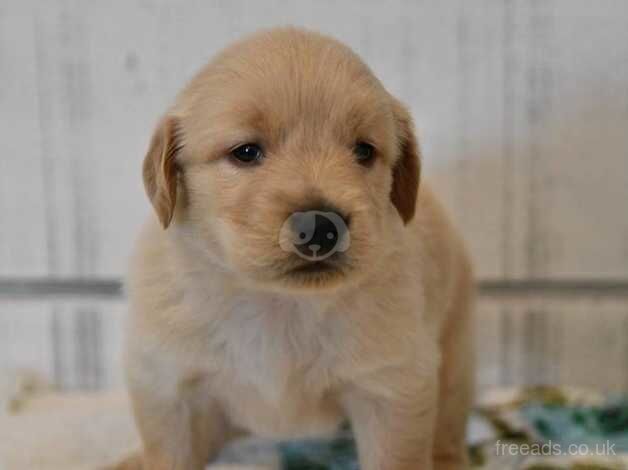 Very best and outstanding Golden Retriever Puppies for sale in Bishop's Hull, Somerset - Image 5