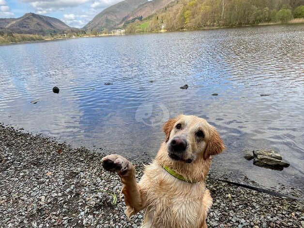 *waiting list* for golden retriever puppies for sale in Wirral, Merseyside