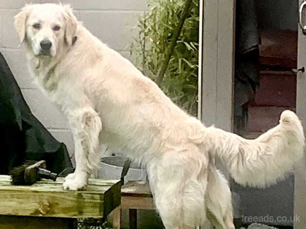 Waiting list - Litter due August '24 for sale in Ripley, North Yorkshire - Image 1