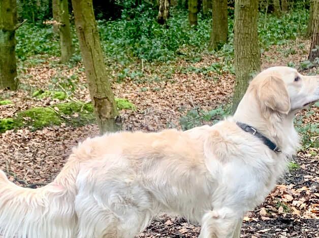 Waiting list - Litter due August '24 for sale in Ripley, North Yorkshire - Image 2