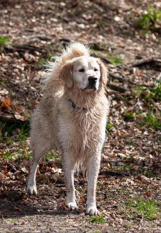 Waiting list open for special litter due August 23rd for sale in Cheshire - Image 6