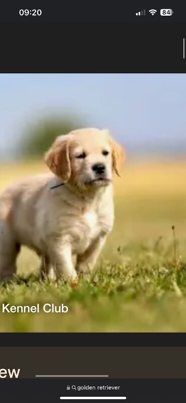 WANTED GOLDEN RETRIEVER for sale in Wrexham / Wrecsam, Clwyd - Image 2