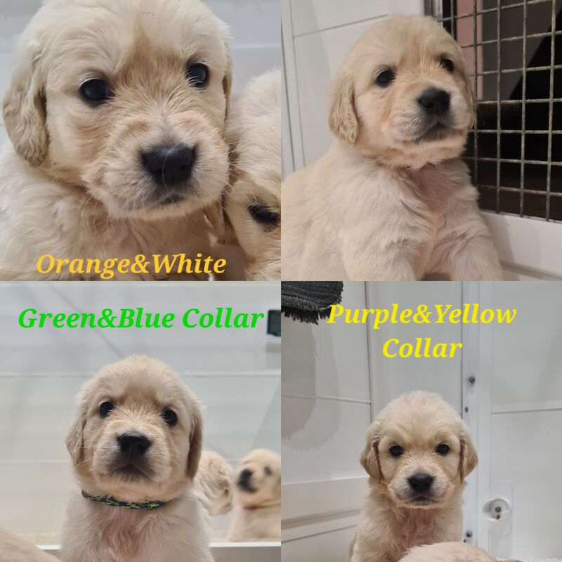 White Golden Retriever Puppies - Males Available 29th April for sale in Whaley Bridge, Derbyshire