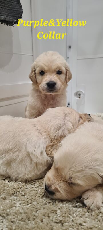 White Golden Retriever Puppies - Males Available 29th April for sale in Whaley Bridge, Derbyshire - Image 2