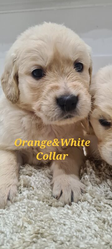 KC Registered Golden Retriever Puppies for sale in Derbyshire