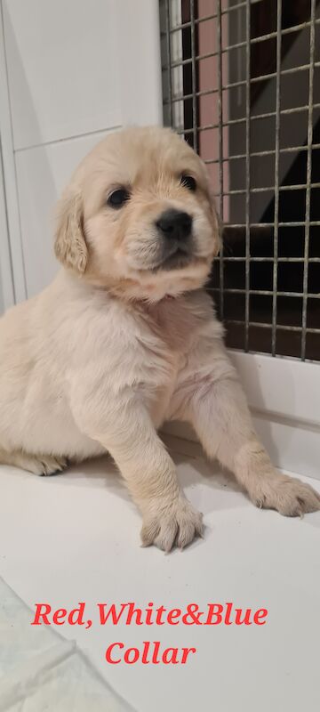 White Golden Retriever Puppies - Males Available 29th April for sale in Whaley Bridge, Derbyshire - Image 4