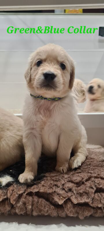 White Golden Retriever Puppies - Males Available 29th April for sale in Whaley Bridge, Derbyshire - Image 5