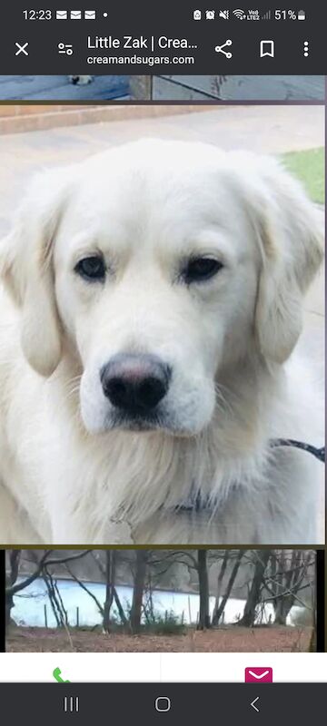 White Golden Retriever Puppies - Males Available 29th April for sale in Whaley Bridge, Derbyshire - Image 8