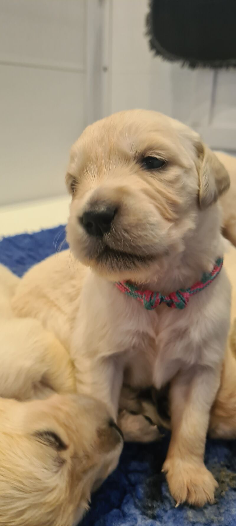 White Golden Retriever Puppies - Males Available 29th April for sale in Whaley Bridge, Derbyshire - Image 9