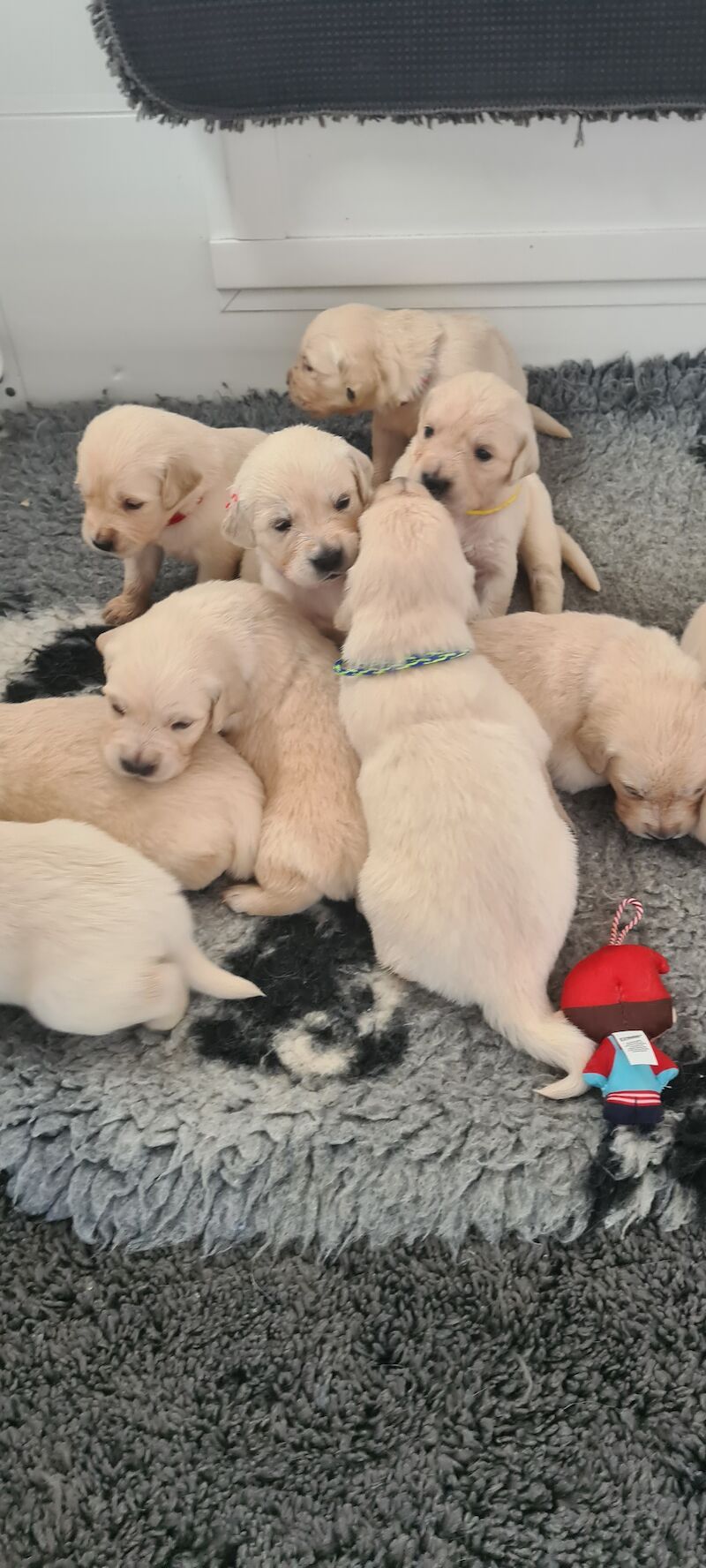 White Golden Retriever Puppies - Males Available 29th April for sale in Whaley Bridge, Derbyshire - Image 10