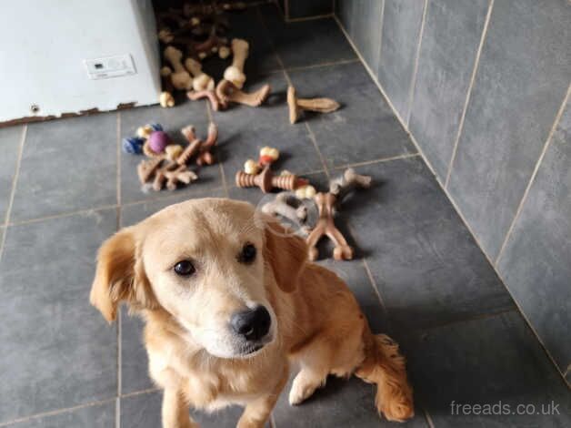 Working golden retriever 7 months old female for sale in Cradley Heath, West Midlands - Image 1