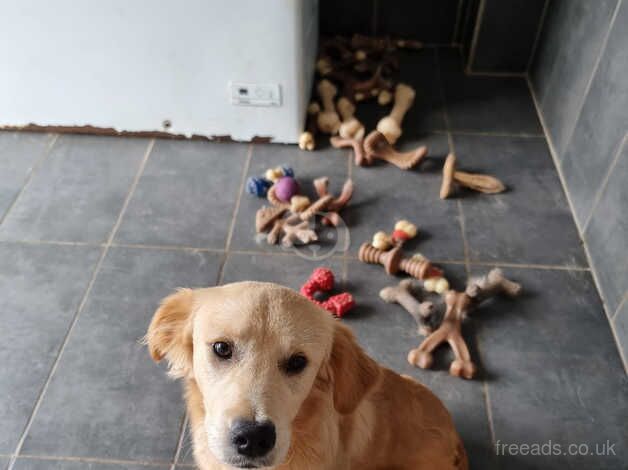 Working golden retriever 7 months old female for sale in Cradley Heath, West Midlands - Image 2