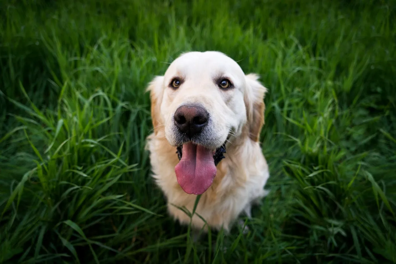 Golden Retriever Puppies on Golden Retriever Owners