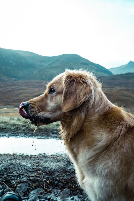 Stephanie Jane O'Hara - Golden Retriever breeder