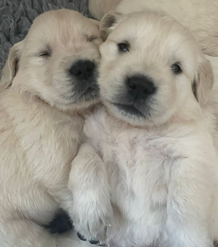 Tames Golden Retrievers - Golden Retriever breeder