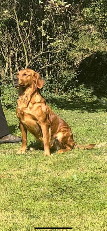 Joanne Upton - Licensed Golden Retriever breeder