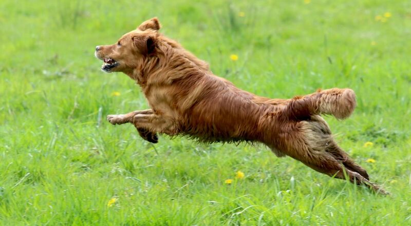 James R Lawley - Golden Retriever breeder