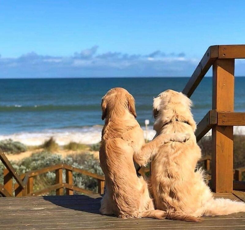 Andrew hunt - Golden Retriever breeder